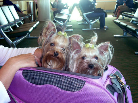 Violet & Olive looking forward to their plane trip