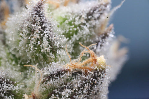 Macro image of trichomes on dry herb cannabis flower
