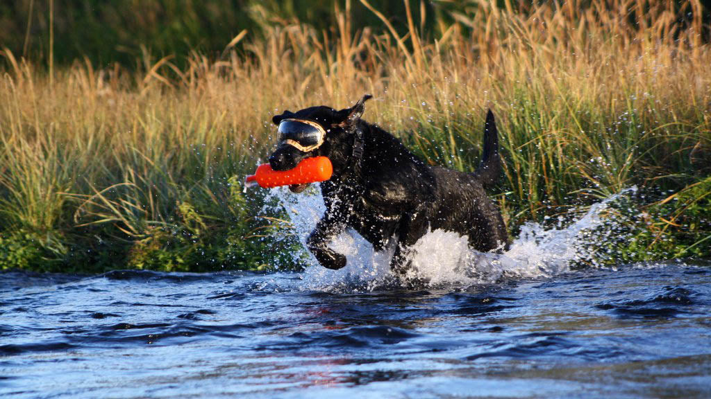 hunting dog goggles