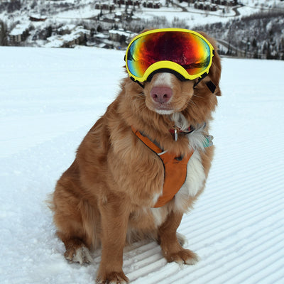 snow goggles for dogs