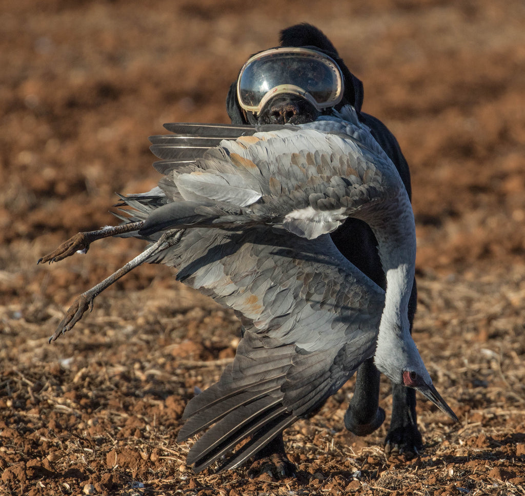 Bird that Bites Back - Hunting Sandhill Crane – Rex Specs