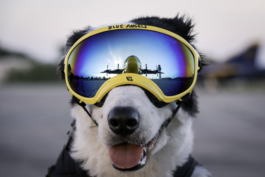 rex specs dog goggles