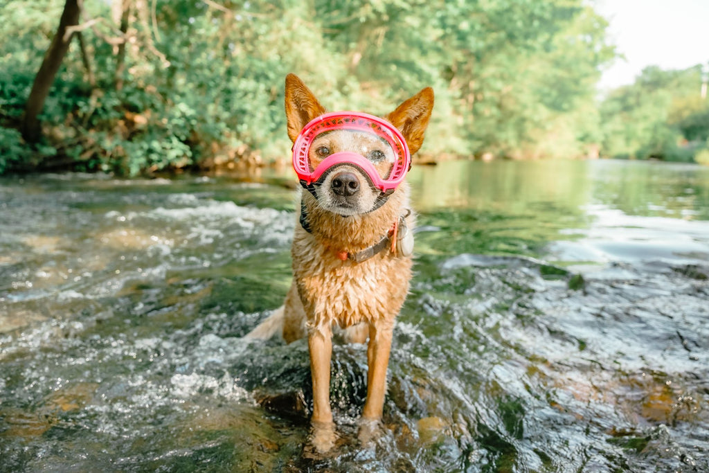 dog in river wearing goggles