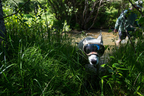 Dog running out of creek wearing Rex Specs Dog Goggles