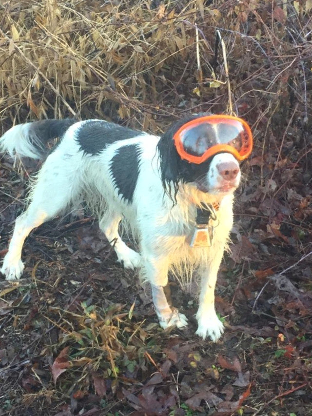 hunting dog goggles