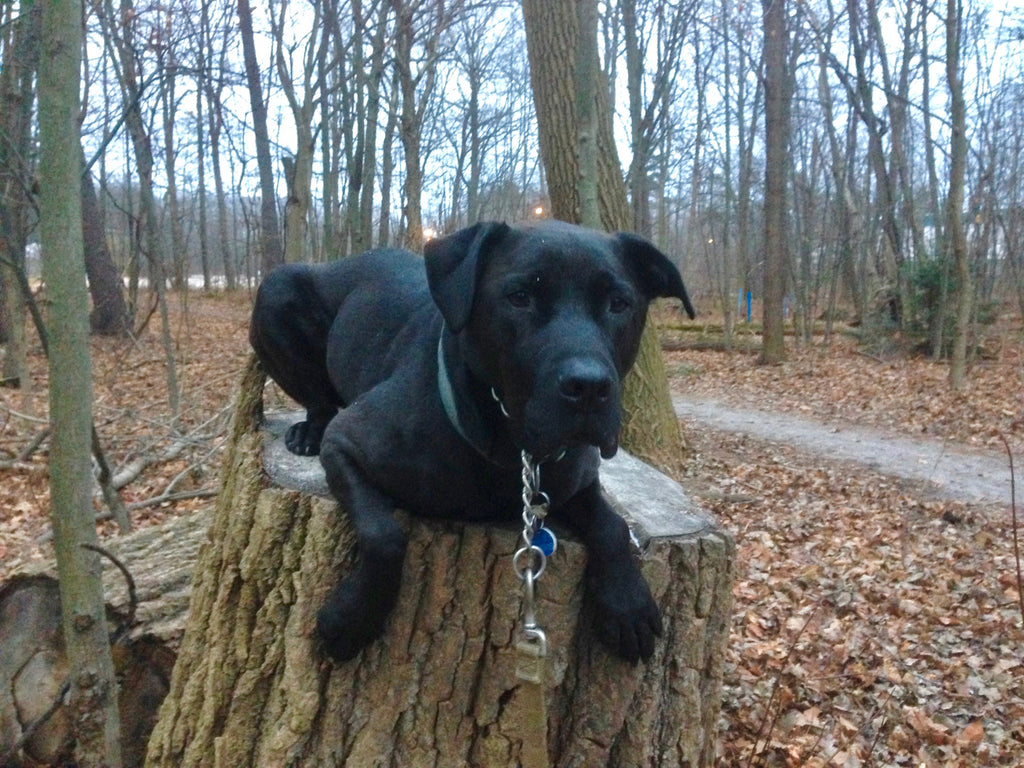 Brody tree stump