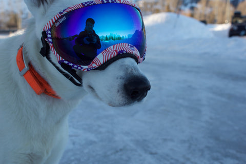 USA Dog Goggle