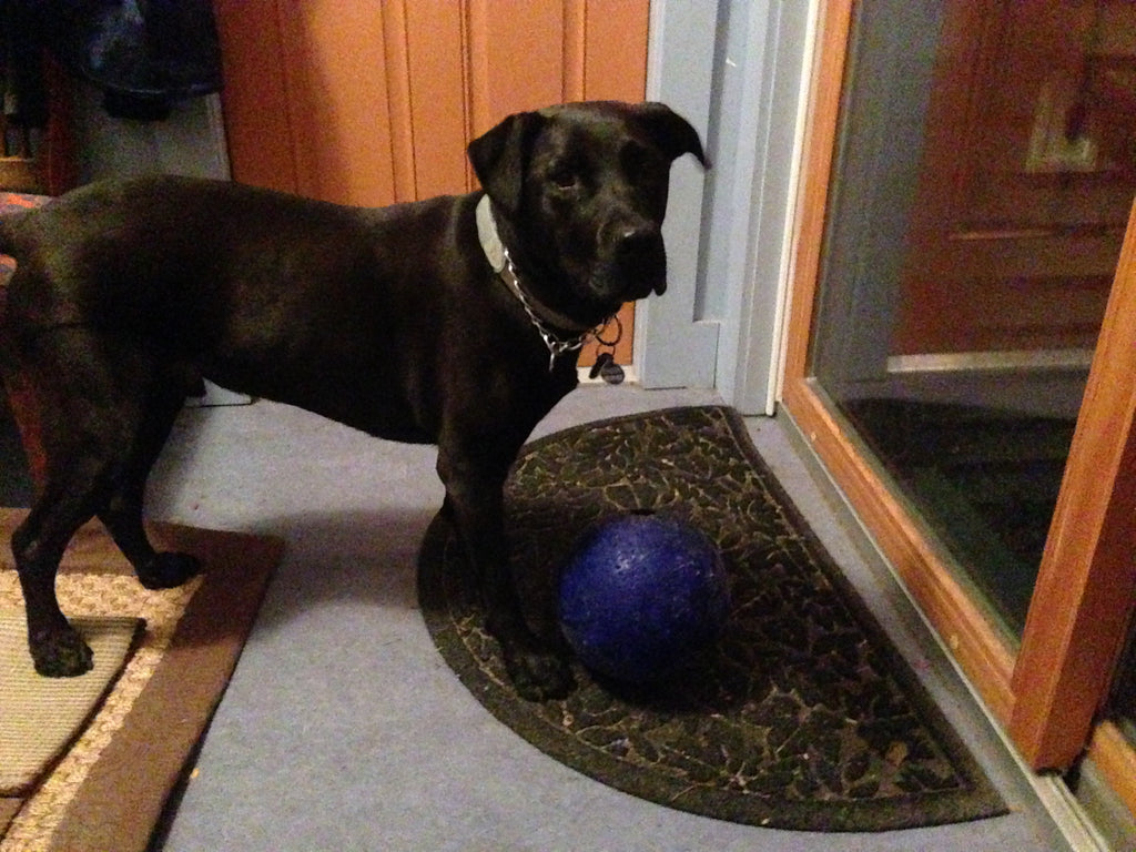 Brody with ball