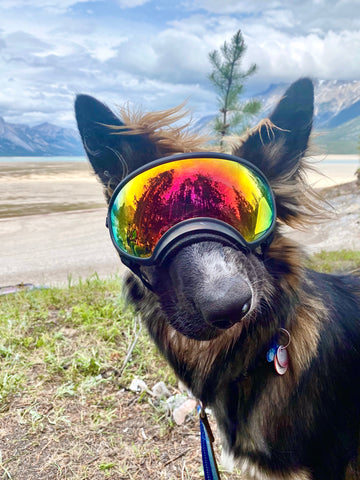 Brodie The Picasso-Looking Dog in Rex Specs Dog Goggles