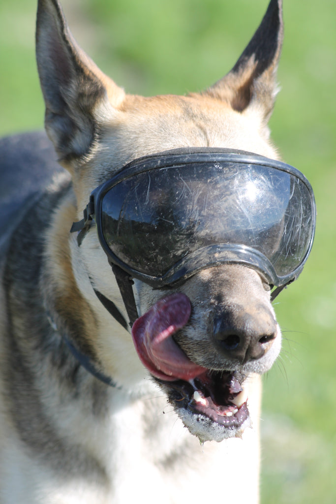 hunting dog goggles