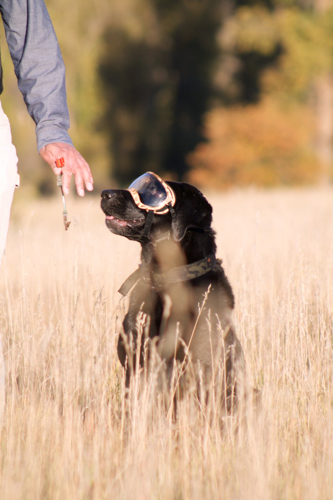 hunting dog goggles