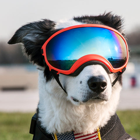 6 Best Dog Sunglasses and Goggles 