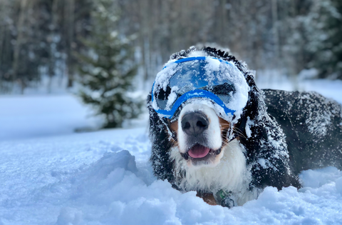 Parker with snow on his face.