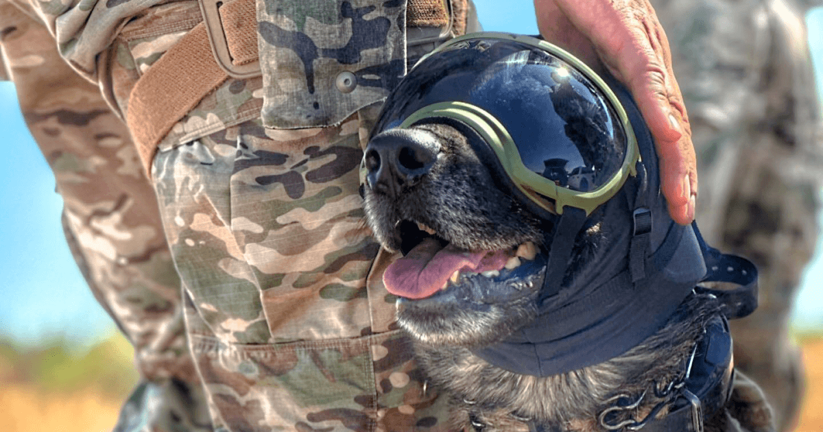 Dog wearing ear pro with goggles