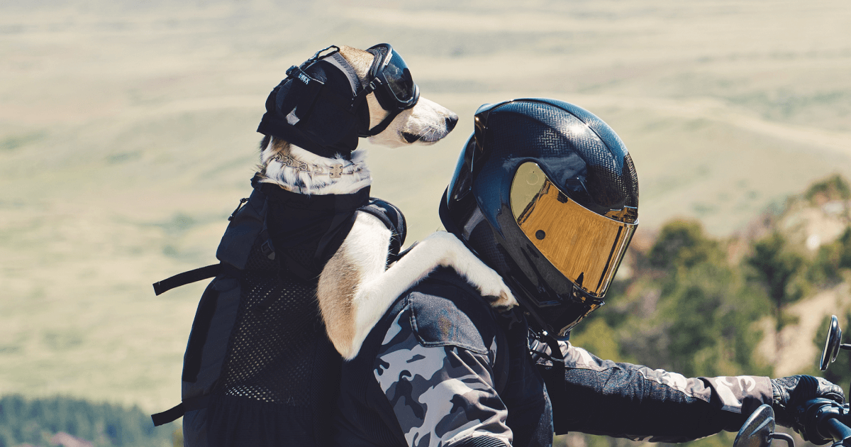 Dog riding with ear pro and goggles