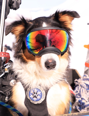 rocket dog sunglasses
