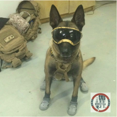 Rex Specs Teams Up for Care Packages to Military K-9 Teams
