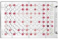 Filamentous Fungi (FF) Plates