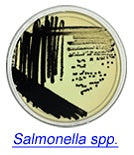 Microbial Identification System Bacteria Identification