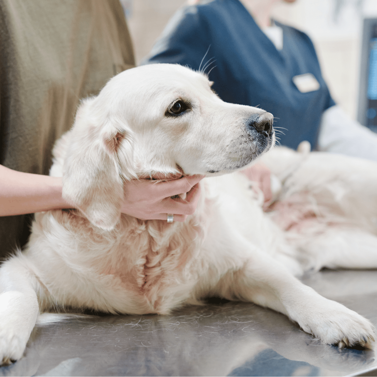 How to Give Your Dog an Injection