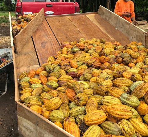 Cacao Pod