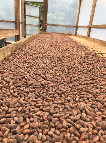 Cacao Beans