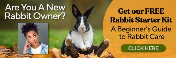 Click here for a beginners guide to rabbit care