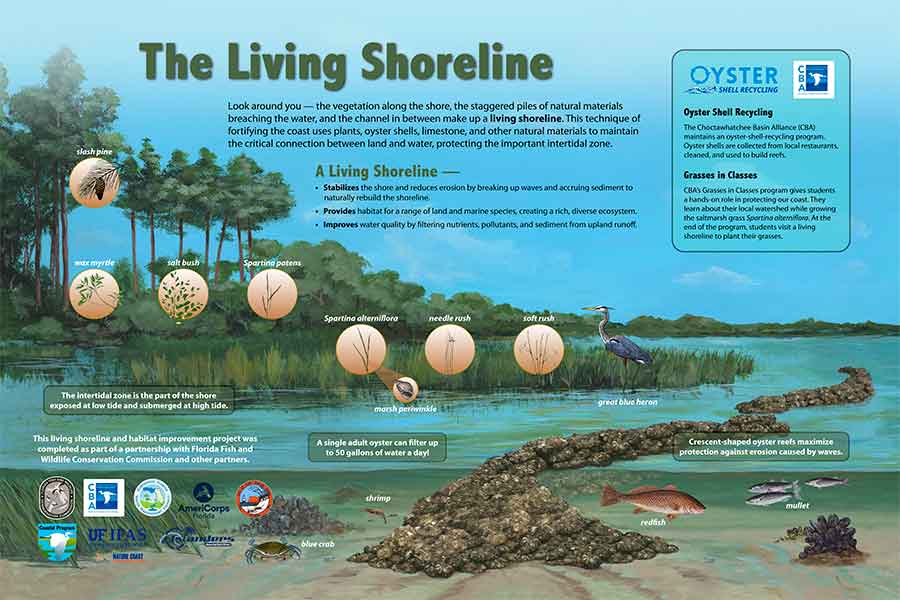 Living Shoreline Educational Graphic