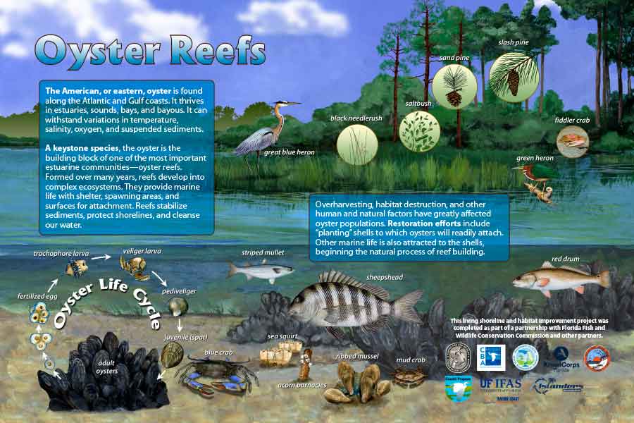 Oyster Reefs Educational Graphic