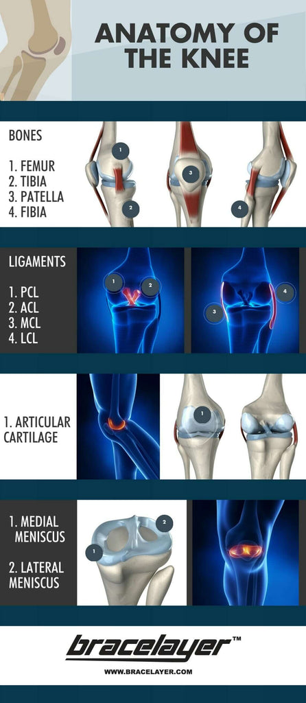 Anatomy of your Knee - ACL PCL MLS. Knee muscles and ligaments diagram. Human knee joint anatomy. Knee clipart. Muscle diagram of the knee, muscles in knee diagram