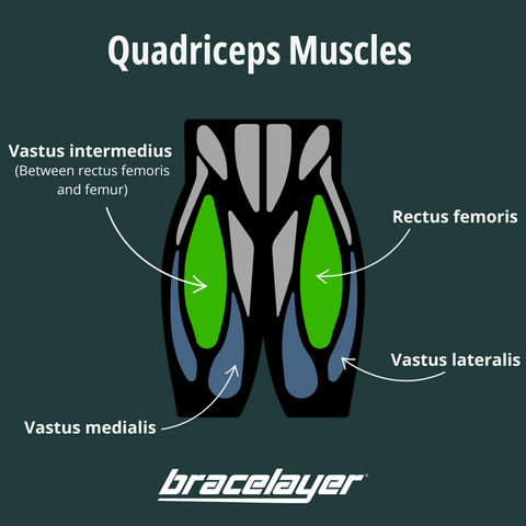 What muscles comprise the quadriceps? A helpful quadriceps muscles graphic by Bracelayer. Strengthening the quadriceps helps with strengthening knees.
