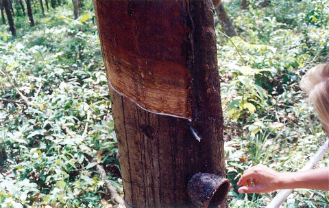  Mia in 2003 in Thailand inspecting how a rubber tree is tapped