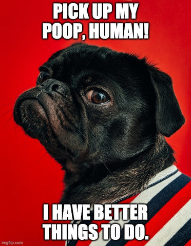 black pug memes