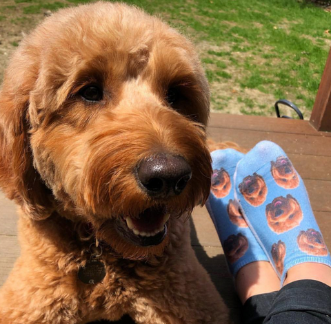 Picture of golden doodle dog with matching socks