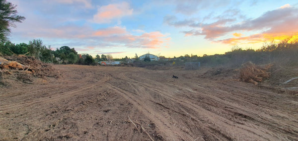 Greening Taupo Planting Site