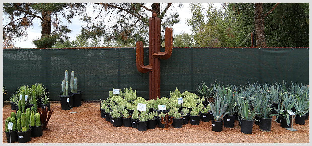 Desert Horizon Nursery Shade Panel and Metal/Real Cacti