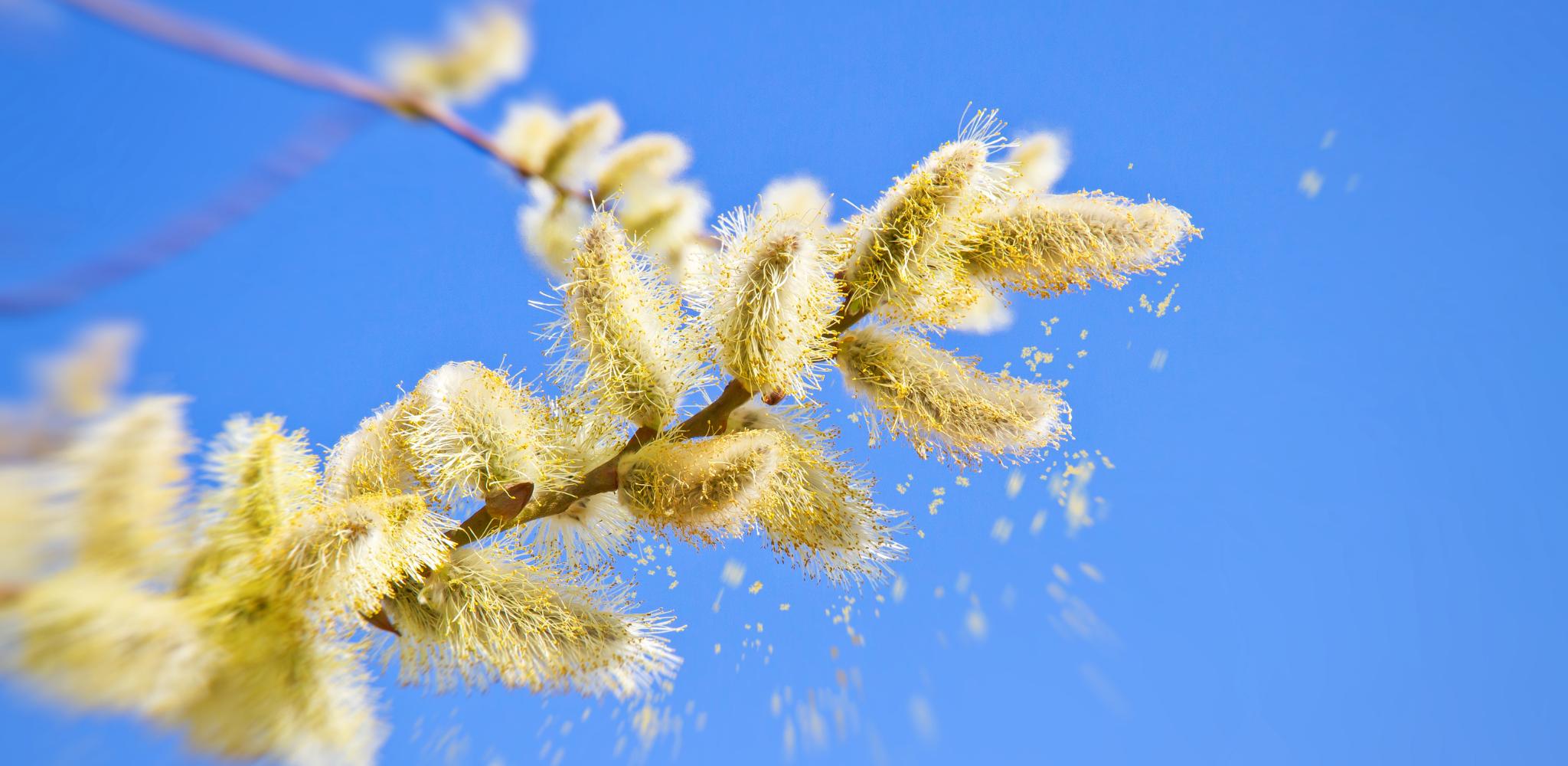 Pollen Spores