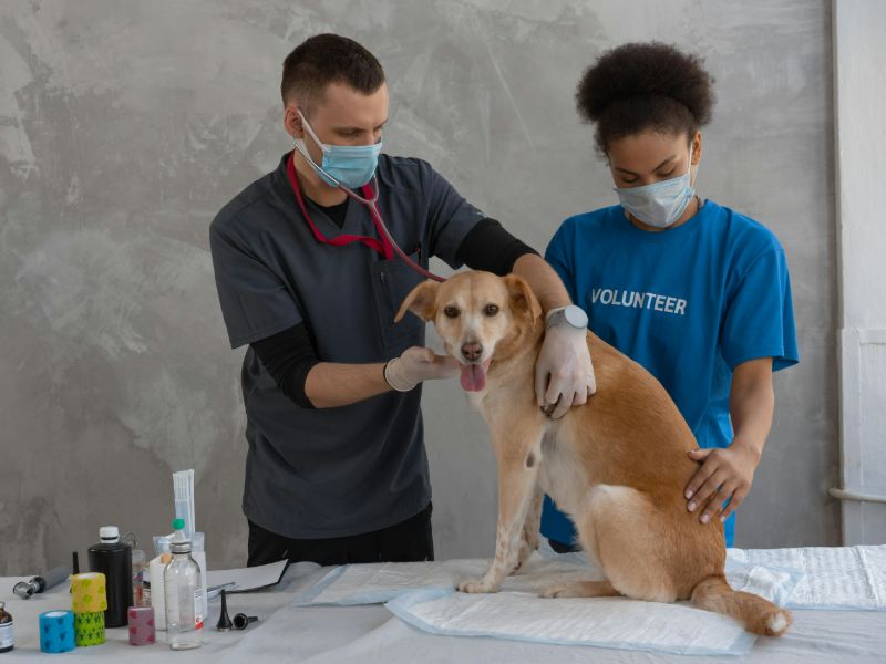 Two veterinarians are examining the dog