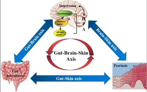 Gut Brain Skin Axis