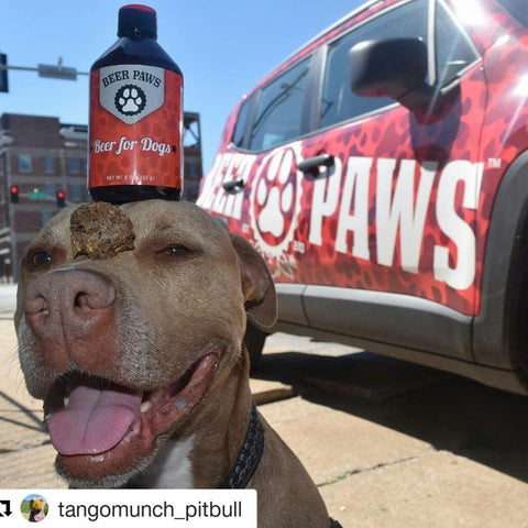 Pit bull dog balancing beer bottle on head