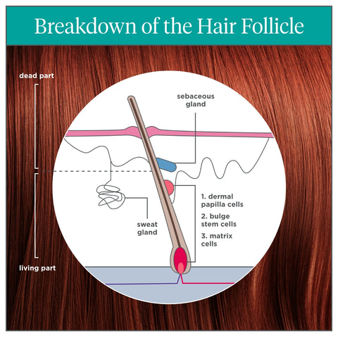 Breakdown of the Hair Follicle