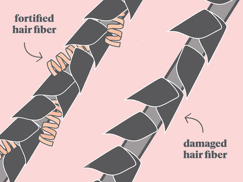 Fortified and Damaged Hair Fibers