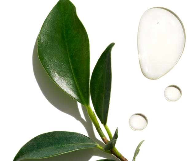 Argan oil plant next to three clear oil drops on white background. 