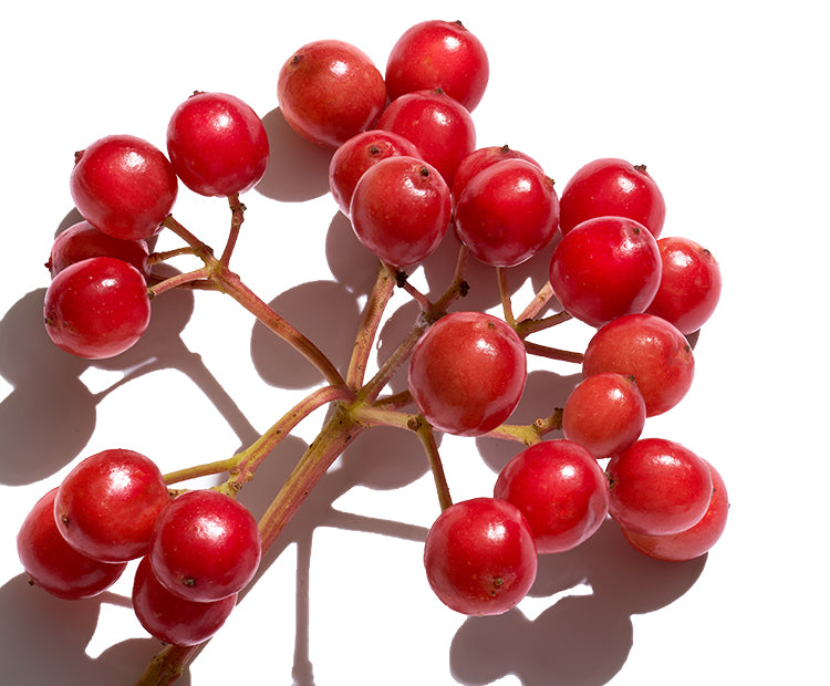 A spring of red rosehips on a white background