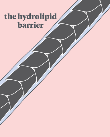 Hydrolipid barrier
