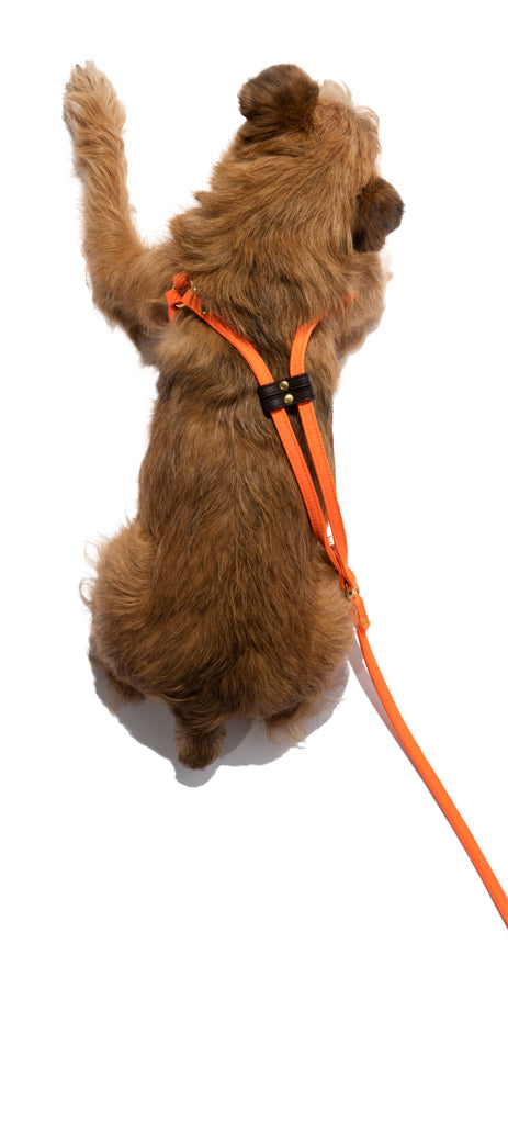 Classic Soft Leather Pet Harness – mr-mrs-sniff
