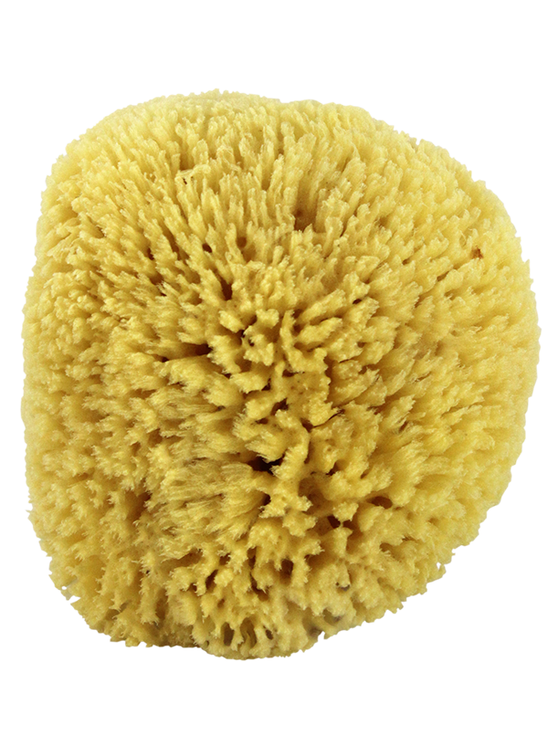 natural sponge