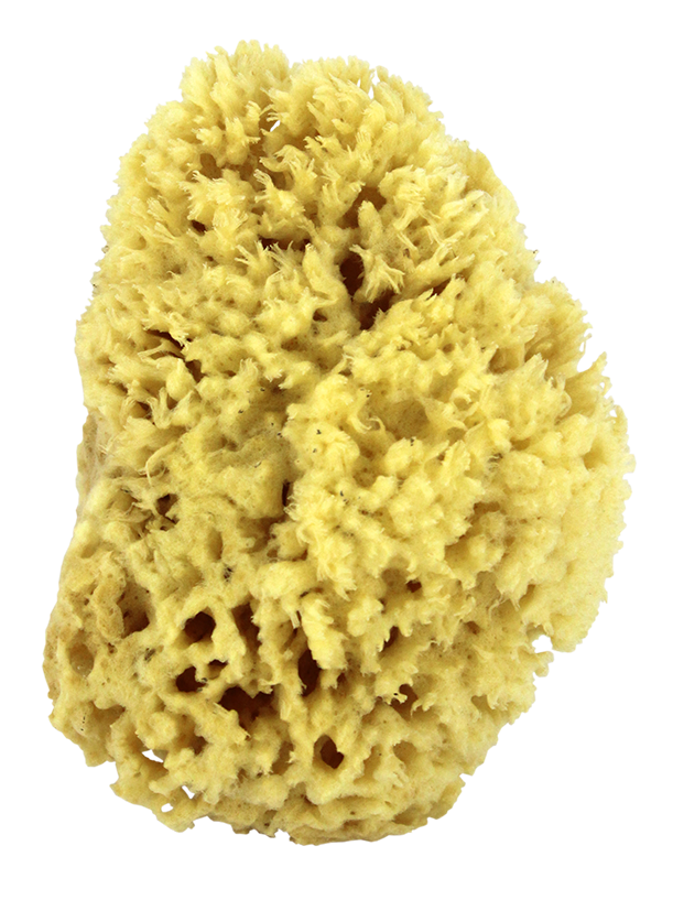 Sea Wool Natural Bath Sponge 5" | Swissco LLC