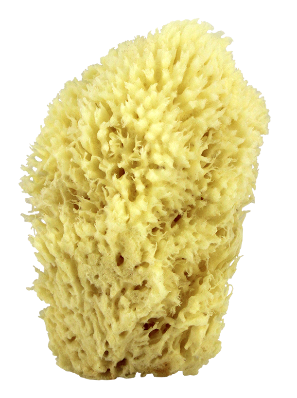 Sea Wool Natural Bath Sponge 6" Swissco LLC