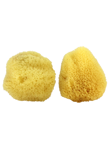 Facial Sea Sponge 41